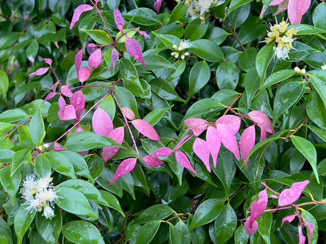 Syzygium luehmannii 'Riberry Lilly Pilly' - Brisbane Plant Nursery