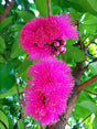 Syzygium mooreii 'Coolamon' - Brisbane Plant Nursery