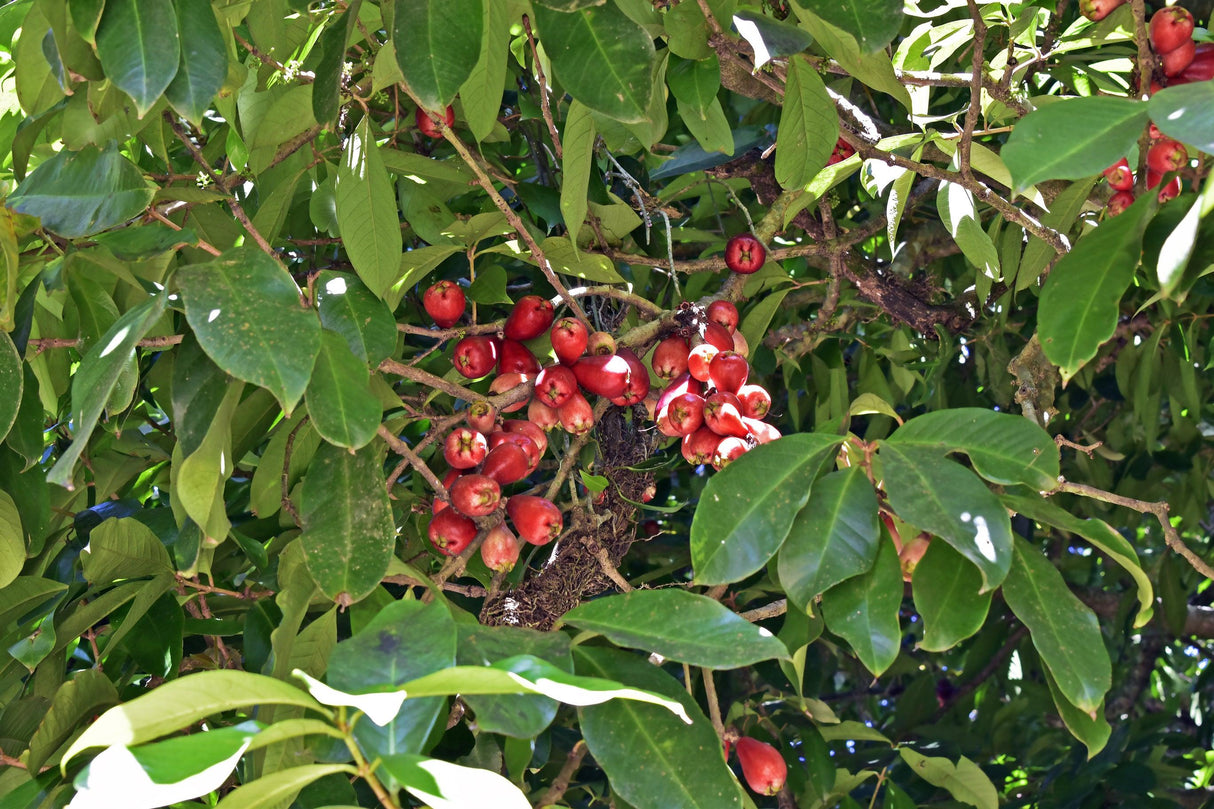 Syzygium tierneyanum 'Forest Satinash' - Brisbane Plant Nursery