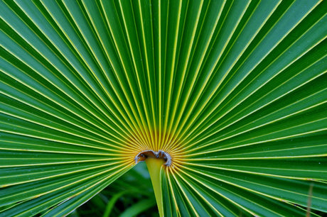 Thrinax radiata 'Florida Thatch Palm' - Brisbane Plant Nursery
