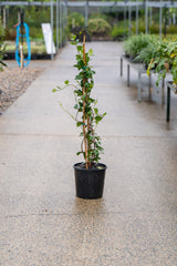 Trachelospermum jasminoides 'Star Jasmine' - Brisbane Plant Nursery