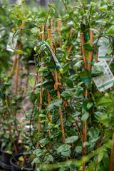 Trachelospermum jasminoides 'Star Jasmine' - Brisbane Plant Nursery