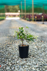 Trachelospermum jasminoides Tricolor 'Variegated Jasmine' - Brisbane Plant Nursery