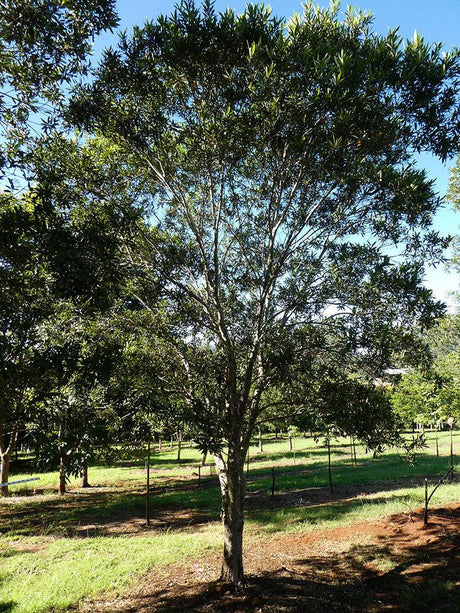 TRISTANIOPSIS laurina (Water Gum or Kanooka) - Ex Ground - Brisbane Plant Nursery