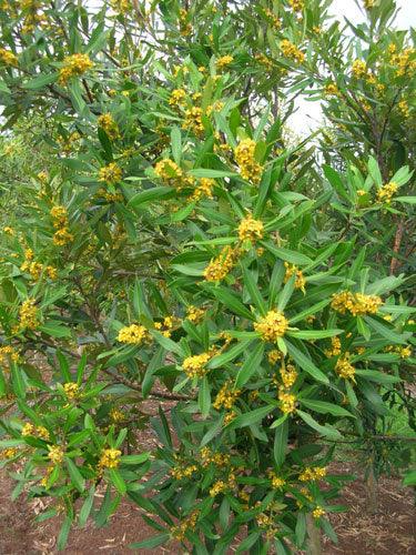 TRISTANIOPSIS laurina (Water Gum or Kanooka) - Ex Ground - Brisbane Plant Nursery
