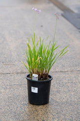Tulbaghia violacea - Society Garlic - Brisbane Plant Nursery