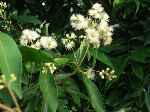 Waterhousia floribunda (Weeping Lilly Pilly) - Ex Ground - Brisbane Plant Nursery