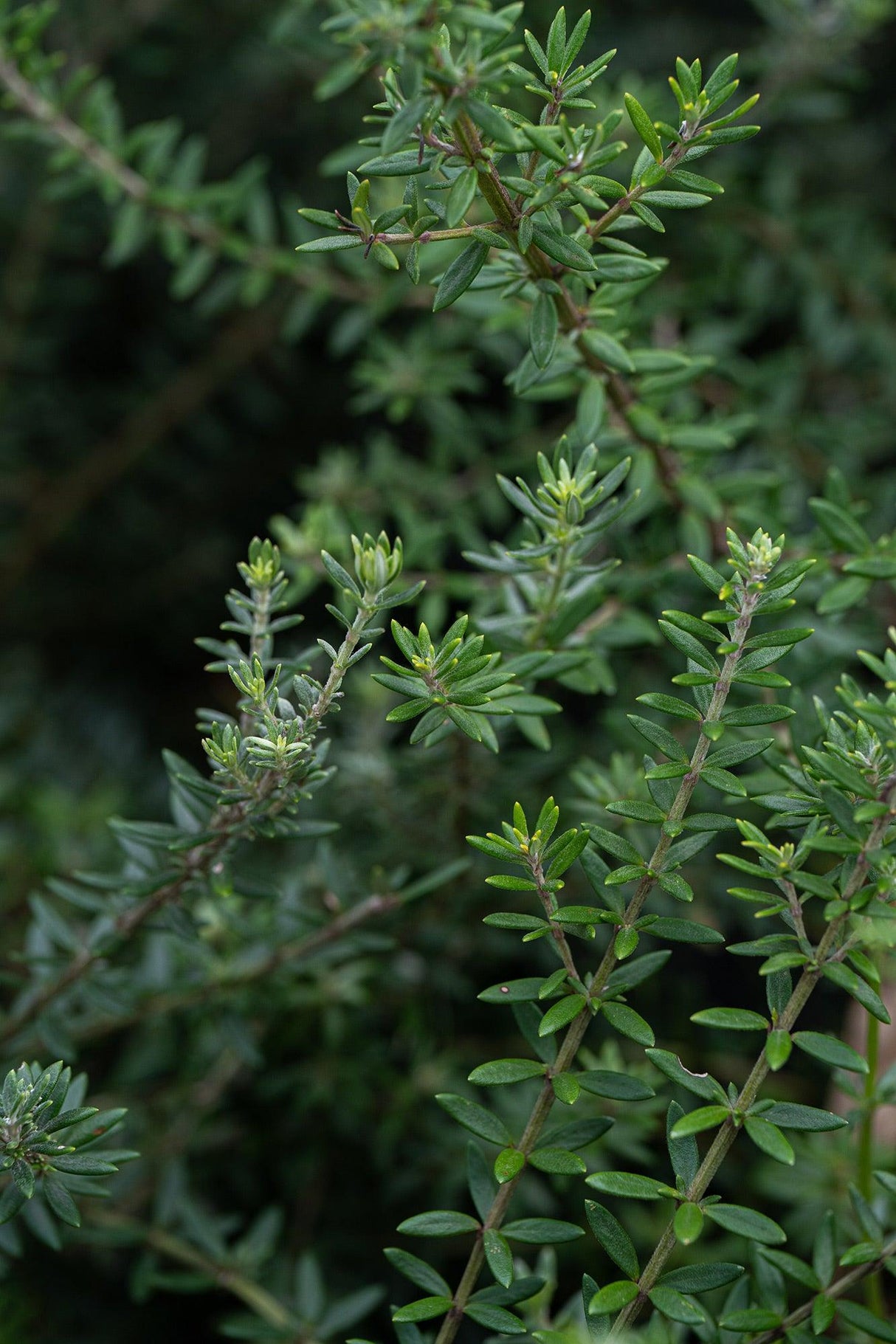 Westringia fruticosa 'Jervis Gem' - Brisbane Plant Nursery