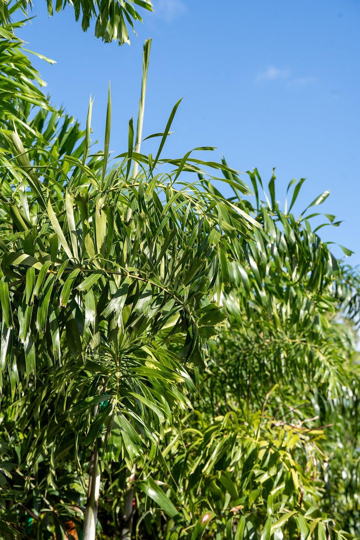 Wodyetia Bifurcata - Foxtail Palm - Brisbane Plant Nursery