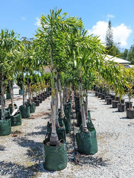 foxtail palms