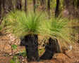 Xanthorrhoea glauca 'Grass Trees' - Brisbane Plant Nursery