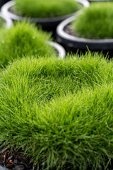 Zoysia tenuifolia 'No Mow Grass' - Brisbane Plant Nursery