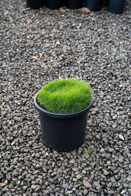 Zoysia tenuifolia 'No Mow Grass' - Brisbane Plant Nursery